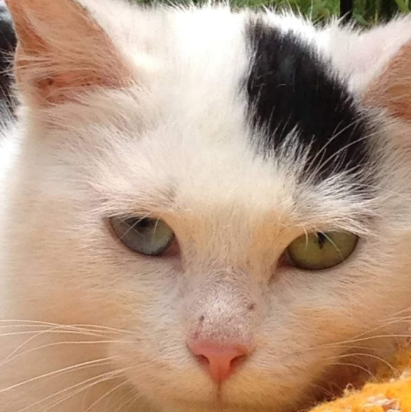 Meet your Posher, Maddie - Picture 6 of 7